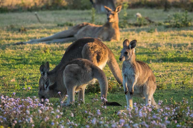 Wild-kangaroos-on-the-Gold-Coast